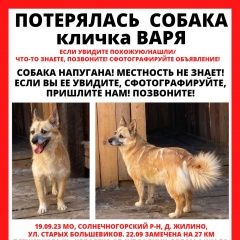 Подробнее об объявлении «Пропала собака Зеленоград» Фото: пропала собака  «Пропала собака Зеленоград» в г. Зеленоград