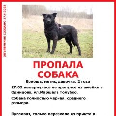 Подробнее об объявлении «Одинцово Пропала собака девочка около 2 лет, черная» Фото: пропала собака  «Одинцово Пропала собака девочка около 2 лет,...» в г. Одинцово