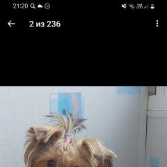 Картинка пропала собака В городе Жигулевск потерялась собака. Жигулевск