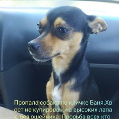 Подробнее об объявлении «Пропала собака кобель Каневская» Фото: пропала собака Той-терьер «Пропала собака кобель Каневская» в г. Каневская