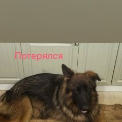Подробнее об объявлении «Пропала собака кобель и 2 немецкие овчарки Зеленоград» Фото: пропала собака Немецкая овчарка «Пропала собака кобель и 2 немецкие овчарки...» в г. Зеленоград