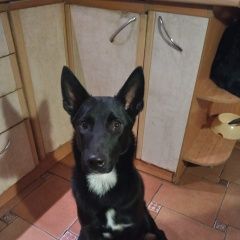 Подробнее об объявлении «Пропала собака кобель Петродворец» Фото: пропала собака  «Пропала собака кобель Петродворец» в г. Петродворец