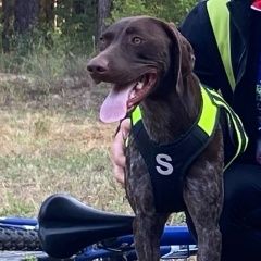 Подробнее об объявлении «Пропала собака андрей журлов Мамадыш» Фото: пропала собака Курцхаар «Пропала собака андрей журлов Мамадыш» в г. Мамадыш