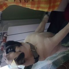 Подробнее об объявлении «Пропала собака кобель мопс, мальчик, без ошейника Краснознаменск (Московская обл.)» Фото: пропала собака Мопс «Пропала собака кобель мопс, мальчик, без...» в г. Краснознаменск (Московская обл.)