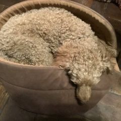 Подробнее об объявлении «Приозерск Пропала собака кобель пудель» Фото: пропала собака Пудель «Приозерск Пропала собака кобель пудель» в г. Приозерск