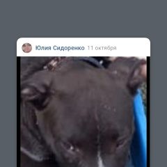 Подробнее об объявлении «Пропала собака кобель щенок в районе казминского перекр Кочубеевское» Фото: пропала собака  «Пропала собака кобель щенок в районе...» в г. Кочубеевское