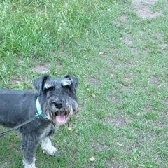 Подробнее об объявлении «Ижевск Пропала собака кобель» Фото: пропала собака Цвергшнауцер «Ижевск Пропала собака кобель» в г. Ижевск