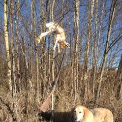 Подробнее об объявлении «Пропала собака Кольчугино» Фото: пропала собака Гончая «Пропала собака Кольчугино» в г. Кольчугино