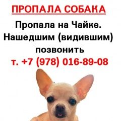 Картинка пропала собака В городе Севастополь пропала собачушка. Севастополь
