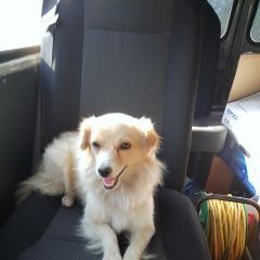 Подробнее об объявлении «Пропала собака в городе светлодарск Горловка» Фото: пропала собака  «Пропала собака в городе светлодарск Горловка» в г. Горловка