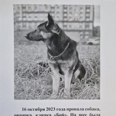 Подробнее об объявлении «Мичуринск Пропала собака кобель овчарка» Фото: пропала собака  «Мичуринск Пропала собака кобель овчарка» в г. Мичуринск