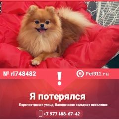 Подробнее об объявлении «Пропала собака кобель шпиц каспер Конаково» Фото: пропала собака Померанский шпиц «Пропала собака кобель шпиц каспер Конаково» в г. Конаково