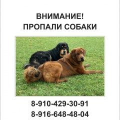 Подробнее об объявлении «Бронницы Пропала собака кобель и 2 кобеля розыск» Фото: пропала собака  «Бронницы Пропала собака кобель и 2 кобеля розыск» в г. Бронницы