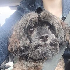 Подробнее об объявлении «Сосновый Бор Пропала собака кобель» Фото: пропала собака Петербургская орхидея «Сосновый Бор Пропала собака кобель» в г. Сосновый Бор