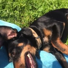 Подробнее об объявлении «Пропала собака ягтеръер девочка Обнинск» Фото: пропала собака Ягд-терьер «Пропала собака ягтеръер девочка Обнинск» в г. Обнинск