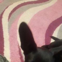 Подробнее об объявлении «Пропала собака Черногорск Хакасия» Фото: пропала собака Той-терьер «Пропала собака Черногорск Хакасия» в г. Черногорск Хакасия