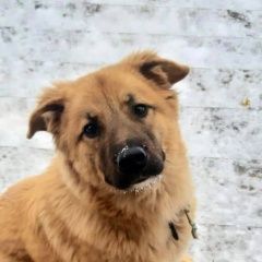 Подробнее об объявлении «Бронницы Пропала собака кобель фредди» Фото: пропала собака  «Бронницы Пропала собака кобель фредди» в г. Бронницы