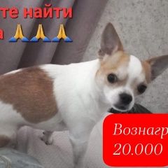 Подробнее об объявлении «Пропала собака кобель Калуга» Фото: пропала собака Чихуахуа «Пропала собака кобель Калуга» в г. Калуга