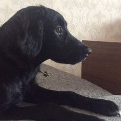 Подробнее об объявлении «Пропала собака Миасс» Фото: пропала собака Русский охотничий спаниель «Пропала собака Миасс» в г. Миасс