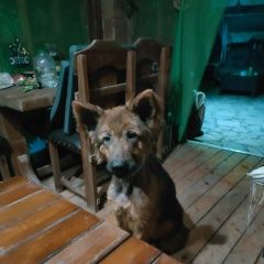 Подробнее об объявлении «Михайловск Ставропольский край Пропала собака кобель» Фото: пропала собака Немецкая овчарка «Михайловск Ставропольский край Пропала собака...» в г. Михайловск Ставропольский край