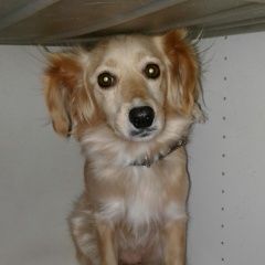 Подробнее об объявлении «Пропала собака Южно-Сахалинск» Фото: пропала собака  «Пропала собака Южно-Сахалинск» в г. Южно-Сахалинск