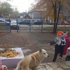 Картинка пропала собака В городе Тверь запропастился пёсик. Тверь