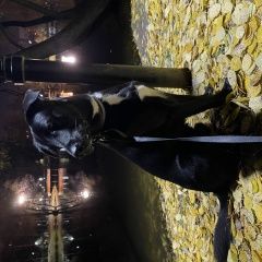 Подробнее об объявлении «Пропала собака кобель откликается на шаню на адреснике номер Шаховская» Фото: пропала собака  «Пропала собака кобель откликается на шаню на...» в г. Шаховская