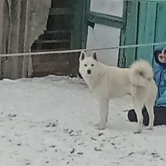 Подробнее об объявлении «Кожевниково Пропала собака кобель - якутская лайка» Фото: пропала собака  «Кожевниково Пропала собака кобель - якутская лайка» в г. Кожевниково