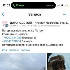 Картинка пропала собака В городе Дзержинск потерялся собачёнок. Дзержинск