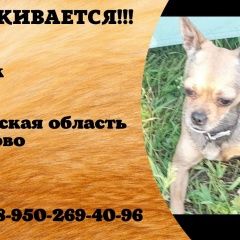 Подробнее об объявлении «Пропала собака кобель кто видел сообщите пожалу Кемерово» Фото: пропала собака  «Пропала собака кобель кто видел сообщите пожалу...» в г. Кемерово