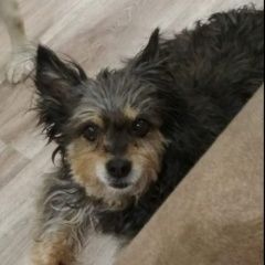 Подробнее об объявлении «Братск Пропала собака» Фото: пропала собака  «Братск Пропала собака» в г. Братск