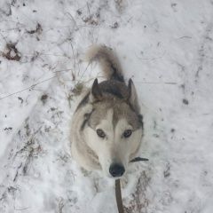 Картинка пропала собака В городе Белорецк потерялась собачка. Белорецк