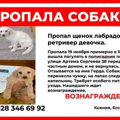 Подробнее об объявлении «Пропала собака щенок лабрадор Ессентуки» Фото: пропала собака Лабрадор ретривер «Пропала собака щенок лабрадор Ессентуки» в г. Ессентуки