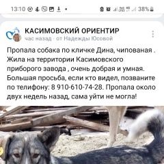 Подробнее об объявлении «Пропала собака г Касимов» Фото: пропала собака  «Пропала собака г Касимов» в г. Касимов
