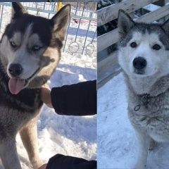 Подробнее об объявлении «Пропала собака хаски Караганда» Фото: пропала собака Сибирская хаски «Пропала собака хаски Караганда» в г. Караганда