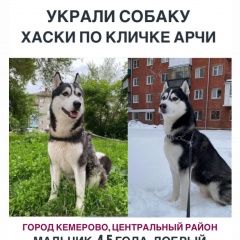 Подробнее об объявлении «Пропала собака кобель украли собаку Кемерово» Фото: пропала собака Сибирская хаски «Пропала собака кобель украли собаку Кемерово» в г. Кемерово