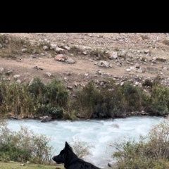 Подробнее об объявлении «Пропала собака помогите найти Бишкек» Фото: пропала собака Немецкая овчарка «Пропала собака помогите найти Бишкек» в г. Бишкек