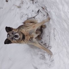 Подробнее об объявлении «Вороново Пропала собака очень замёрз. поел. сидит в канаве, дрож» Фото: пропала собака  «Вороново Пропала собака очень замёрз. поел....» в г. Вороново