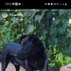 Подробнее об объявлении «Димитровград Пропала собака кобель» Фото: пропала собака  «Димитровград Пропала собака кобель» в г. Димитровград