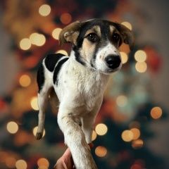Картинка пропала собака В городе Чудово потерялась собака. Чудово