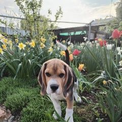 Подробнее об объявлении «Пропала собака кобель Горловка» Фото: пропала собака Бигль «Пропала собака кобель Горловка» в г. Горловка