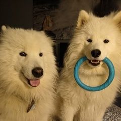 Подробнее об объявлении «Пропала собака кобель самоедская лайка Струги-Красные» Фото: пропала собака Самоедская лайка «Пропала собака кобель самоедская лайка...» в г. Струги-Красные