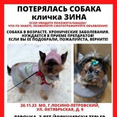 Подробнее об объявлении «Пропала собака собачка Лосино-Петровский» Фото: пропала собака Йоркширский терьер «Пропала собака собачка Лосино-Петровский» в г. Лосино-Петровский