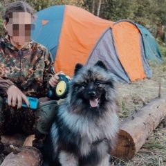 Подробнее об объявлении «Пропала собака кобель кеесхонд (вольфшпиц) Павловский Посад» Фото: пропала собака Кеесхонд «Пропала собака кобель кеесхонд (вольфшпиц)...» в г. Павловский Посад