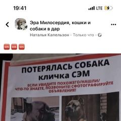 Подробнее об объявлении «Вороново Пропала собака кобель» Фото: пропала собака  «Вороново Пропала собака кобель» в г. Вороново