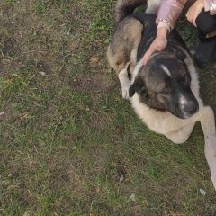 Подробнее об объявлении «Пропала собака кобель щурово Коломна» Фото: пропала собака  «Пропала собака кобель щурово Коломна» в г. Коломна