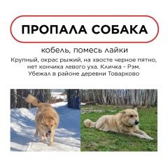 Подробнее об объявлении «Дорохово Пропала собака кобель нашедшему вознаграждение» Фото: пропала собака  «Дорохово Пропала собака кобель нашедшему...» в г. Дорохово