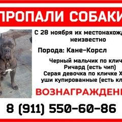 Подробнее об объявлении «Архангельск Пропала собака» Фото: пропала собака Кане-корсо «Архангельск Пропала собака» в г. Архангельск