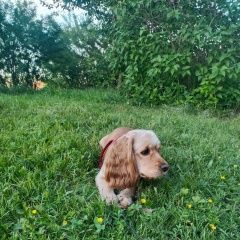 Подробнее об объявлении «Усолье-Сибирское (Иркутская обл.) Пропала собака. девочка. кличка бэтти.» Фото: пропала собака Европейская короткошерстная «Усолье-Сибирское (Иркутская обл.) Пропала...» в г. Усолье-Сибирское (Иркутская обл.)