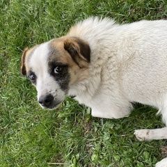 Подробнее об объявлении «Пропала собака кобель помогите найти мальчик, с ошейником Могилев» Фото: пропала собака  «Пропала собака кобель помогите найти мальчик, с...» в г. Могилев